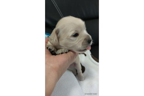 成約済の福岡県のチワックス:チワワ×ミニチュアダックスフンド-227401の3枚目