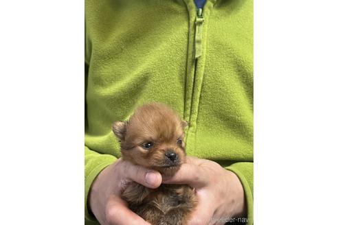 成約済の岐阜県のポメラニアン-229753の2枚目