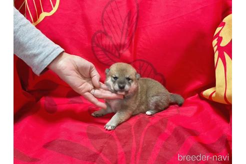 成約済の奈良県の豆柴-229806の1枚目