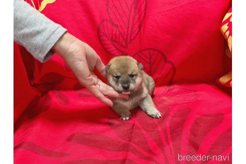 成約済の奈良県の豆柴-229806の2枚目