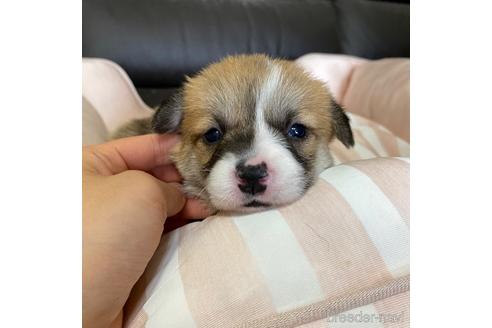 成約済の香川県のウェルシュコーギーペンブローク-229839の16枚目