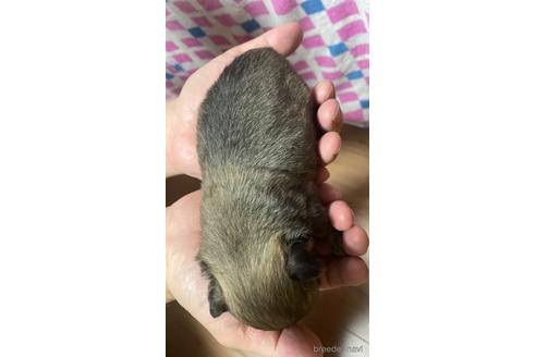 成約済の福岡県のチワワ(ロングコート)-228776の20枚目