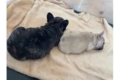 成約済の愛知県のフレンチブルドッグ-227600の5枚目
