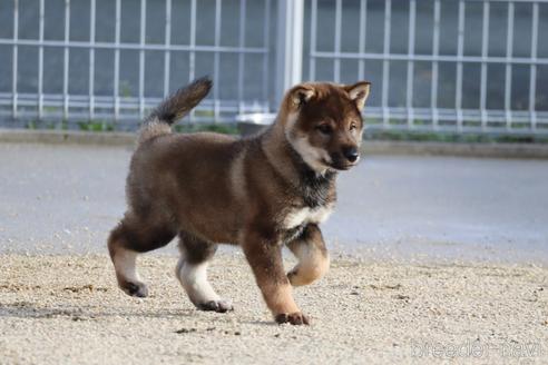 成約済の愛媛県の四国犬-229858