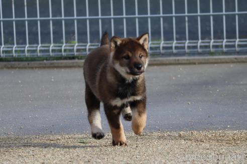 成約済の愛媛県の四国犬-229858の2枚目