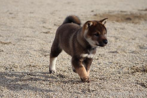 成約済の愛媛県の四国犬-229858の4枚目