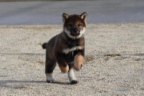 成約済の愛媛県の四国犬-229858の3枚目