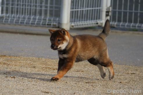 成約済の愛媛県の四国犬-229858の6枚目