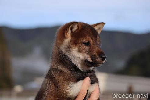 成約済の愛媛県の四国犬-229858の7枚目