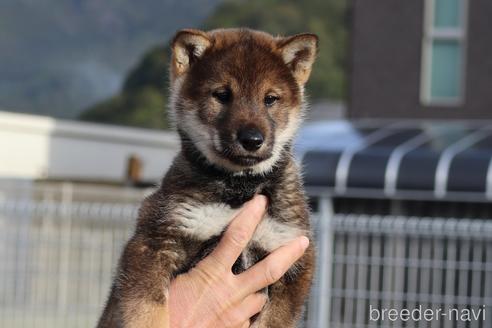 成約済の愛媛県の四国犬-229858の5枚目