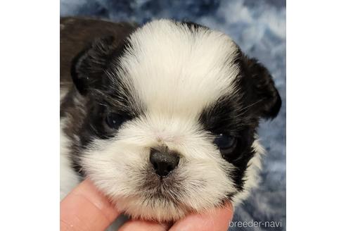 販売中の鹿児島県のミックス犬-229866