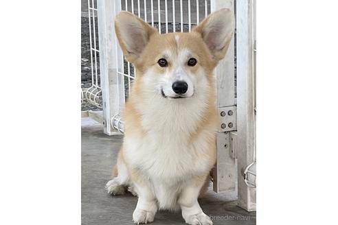 販売中の石川県のウェルシュコーギーペンブローク-229901