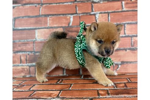 成約済の福岡県の豆柴-229913の2枚目