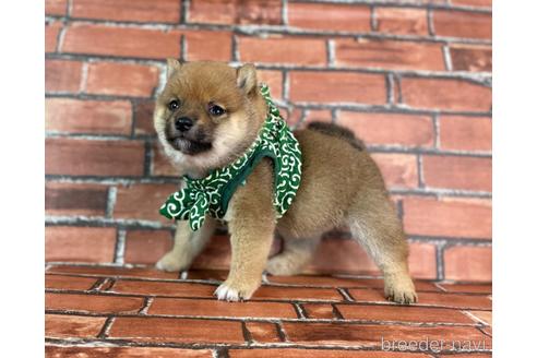 成約済の福岡県の豆柴-229913の3枚目