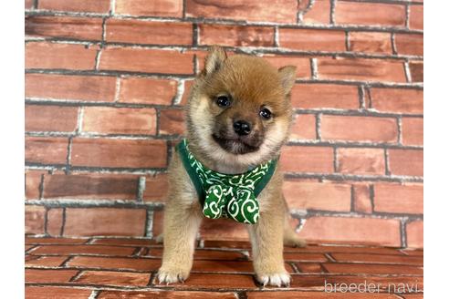 成約済の福岡県の豆柴-229913の4枚目