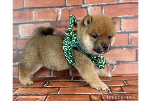 成約済の福岡県の豆柴-229913の1枚目