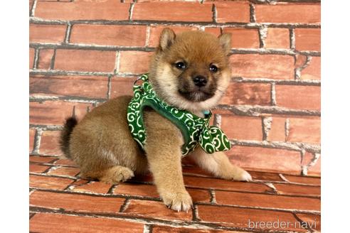 成約済の福岡県の豆柴-229913の5枚目