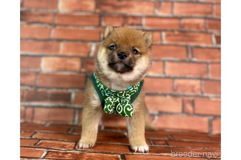 成約済の福岡県の豆柴-229913の6枚目