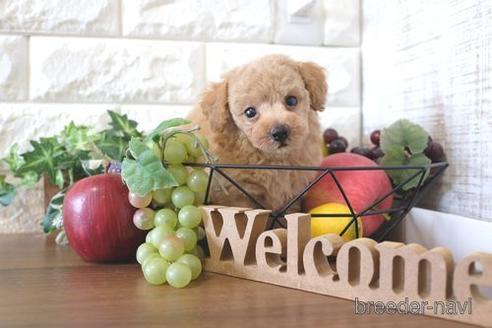 成約済の滋賀県のトイプードル-227102の1枚目