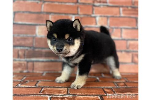 成約済の福岡県の豆柴-229914の19枚目
