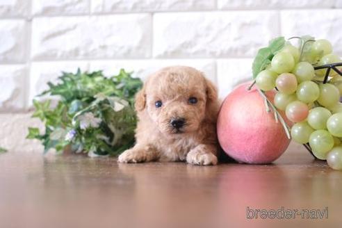 成約済の滋賀県のトイプードル-227107の3枚目