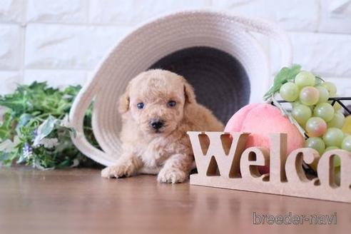 成約済の滋賀県のトイプードル-227107の2枚目