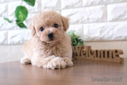 成約済の滋賀県のトイプードル-227146の1枚目