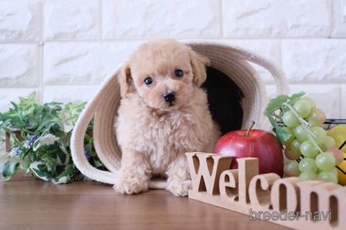 成約済の滋賀県のトイプードル-227146の6枚目