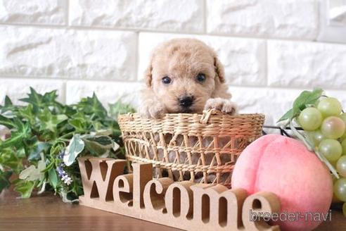 成約済の滋賀県のトイプードル-227146の3枚目