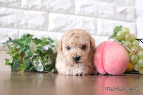 成約済の滋賀県のトイプードル-227146の2枚目