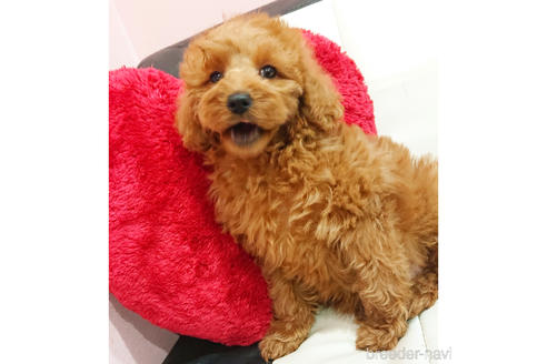 販売中の静岡県のミックス犬-227362