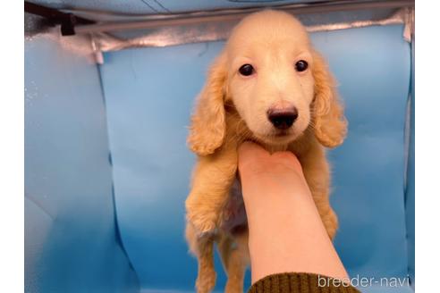成約済の東京都のミニチュアダックスフンド(ロングヘアード)-225909の9枚目