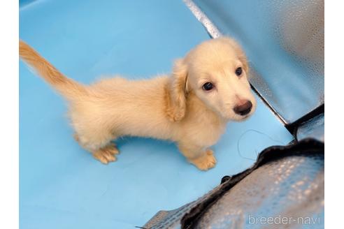成約済の東京都のミニチュアダックスフンド(ロングヘアード)-225909の8枚目