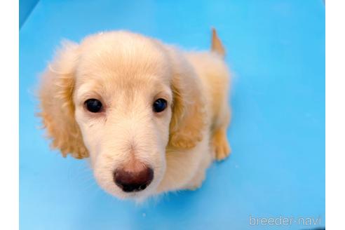 成約済の東京都のミニチュアダックスフンド(ロングヘアード)-225909の6枚目