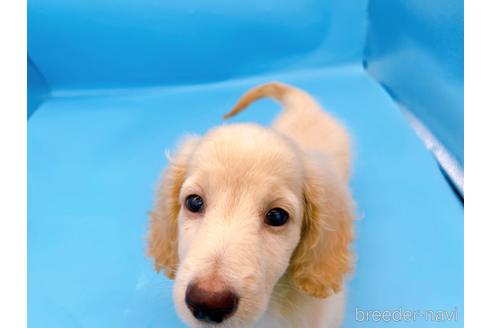 成約済の東京都のミニチュアダックスフンド(ロングヘアード)-225909の4枚目