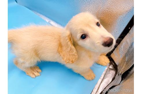 成約済の東京都のミニチュアダックスフンド(ロングヘアード)-225909の3枚目