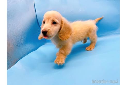 成約済の東京都のミニチュアダックスフンド(ロングヘアード)-225909の2枚目