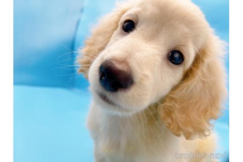 成約済の東京都のミニチュアダックスフンド(ロングヘアード)-225909の1枚目