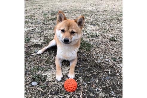 ミーちゃん1枚目