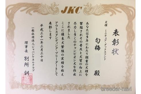成約済の兵庫県のカニンヘンダックスフンド(ロングヘアード)-230008の2枚目