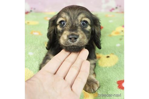 成約済の兵庫県のカニンヘンダックスフンド(ロングヘアード)-230008の1枚目