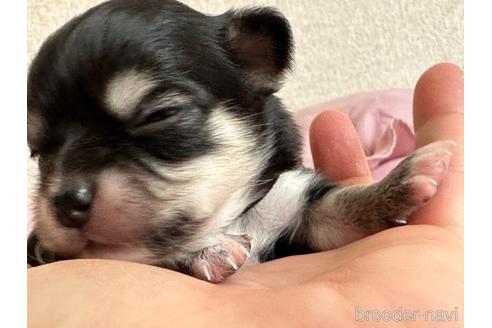 成約済の神奈川県のチワワ(ロングコート)-230038の13枚目