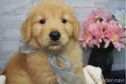 成約済の熊本県のゴールデンレトリーバー-230095の2枚目