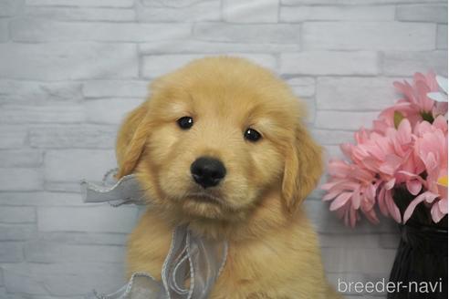 成約済の熊本県のゴールデンレトリーバー-230095