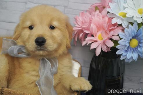 成約済の熊本県のゴールデンレトリーバー-230095の3枚目