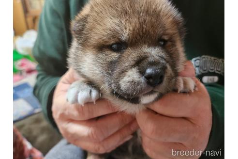 成約済の愛知県の柴犬-230107の17枚目