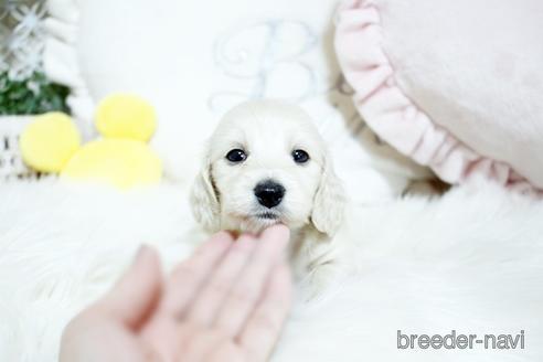 成約済の佐賀県のカニンヘンダックスフンド(ロングヘアード)-230140の5枚目