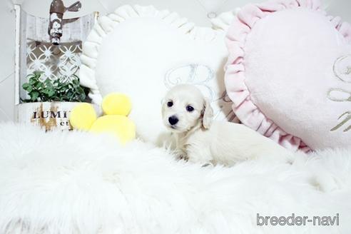 成約済の佐賀県のカニンヘンダックスフンド(ロングヘアード)-230140の4枚目