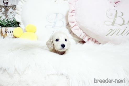 成約済の佐賀県のカニンヘンダックスフンド(ロングヘアード)-230140の3枚目