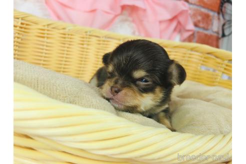 成約済の神奈川県のチワワ(ロングコート)-230159の2枚目